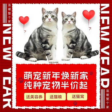 2021新年焕新宠物纯种猫咪主图直通车