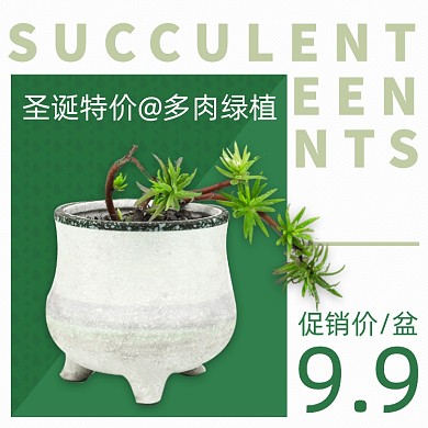 圣诞节鲜花绿植多肉盆栽主图直通车