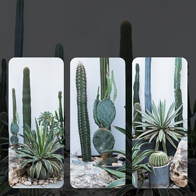 多肉仙人掌植物淘宝主图直通车模板背景