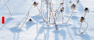 中国传统节气大寒雪景公众号首图背景