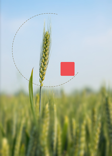 绿色的麦子收获季节背景