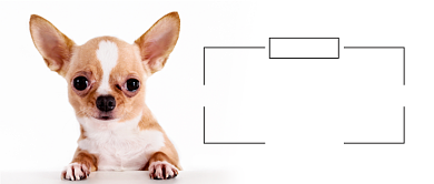 宠物百科养狗狗必须要知道的十点内容背景