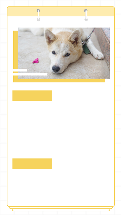 文艺清新宠物训练课程介绍文章配图背景