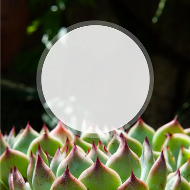 多肉植物养殖淘宝主图直通车模板背景