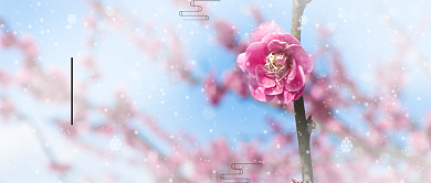 小雪摄影图文艺清新公众号首图背景