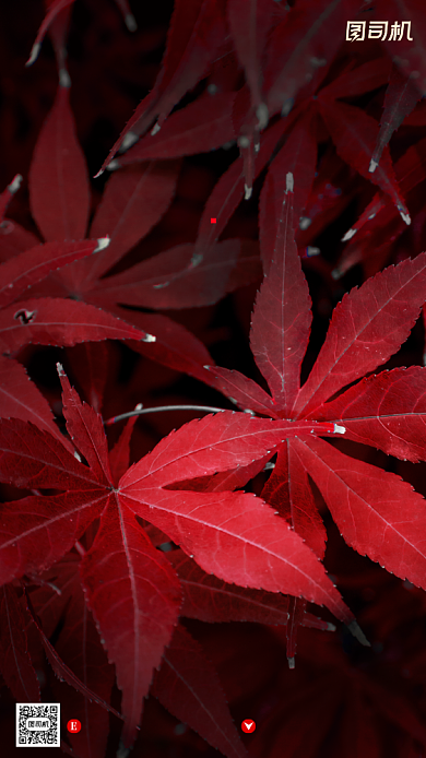 寒露节气摄影图文艺清新简约手机海报背景