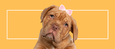 黄色可爱宠物售卖公众号首图背景