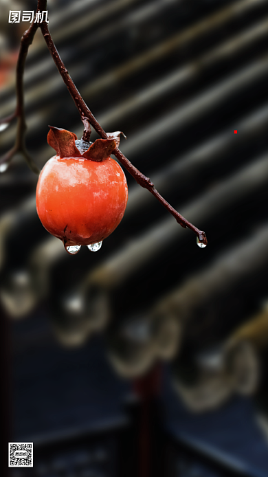 霜降节气摄影图柿子简约清新手机海报背景