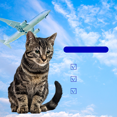 航空托运宠物主图背景