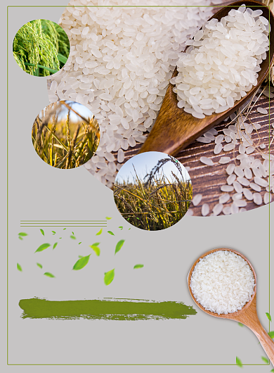 正宗东北大米宣传印刷海报背景