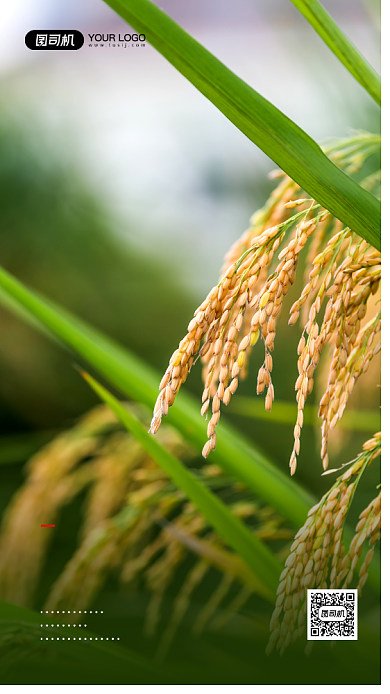 节约粮食简约摄影图公益宣传海报背景