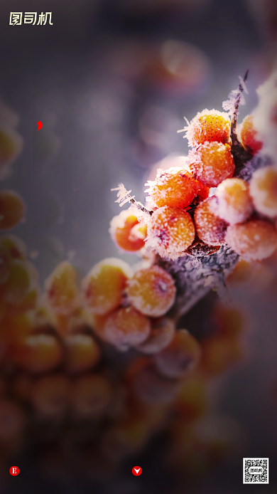 寒露节气摄影图文艺清新霜手机海报背景