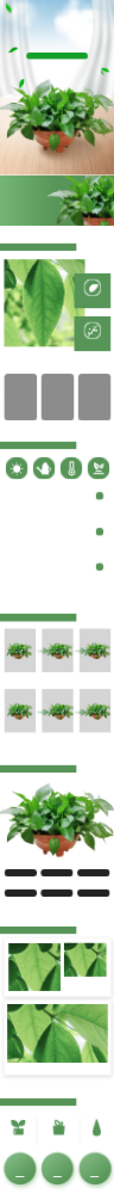 绿萝绿植装饰美化植物详情页背景