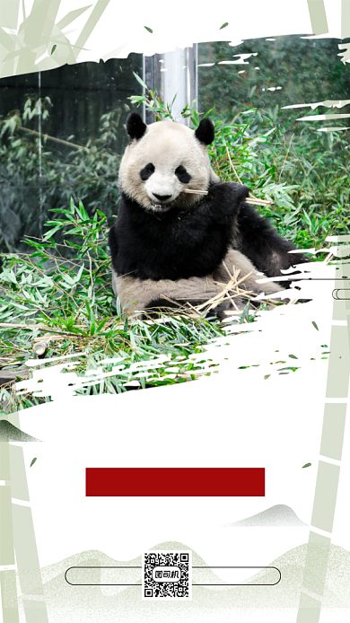 成都大熊猫旅游清新简约宣传手机海报背景