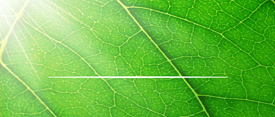 入伏传统气候绿叶公众号首图背景