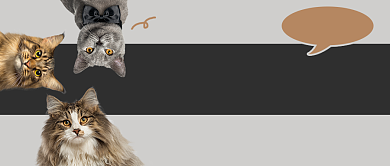 灰色宠物休闲娱乐公众号首图背景