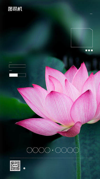 七月你好简约简约荷花宣传海报背景