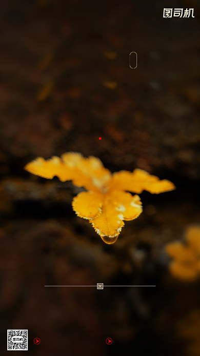 寒露节气摄影图文艺清新枯叶手机海报背景