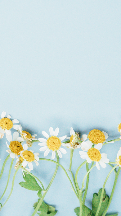 小雏菊文艺清新手机壁纸背景