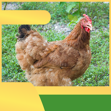 母鸡农家土鸡主图直通车模板背景