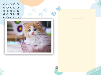 爱猫研究所培养猫咪粘人性格横版配图背景