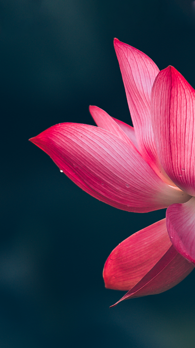 暗调荷花花瓣细节手机壁纸背景