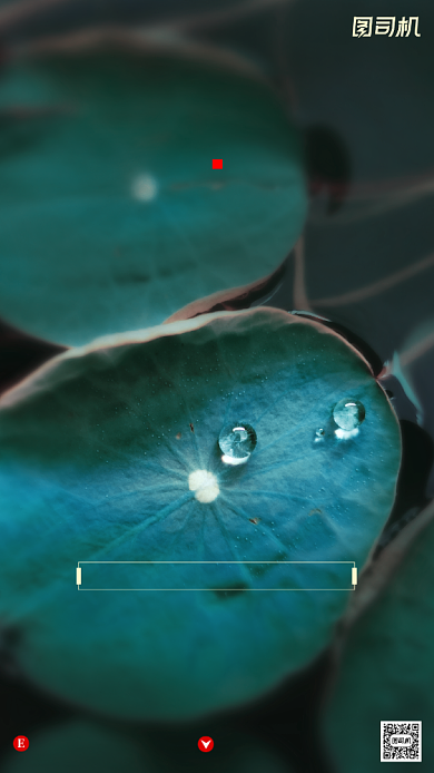 寒露节气小清新荷叶摄影图手机海报背景