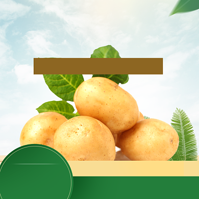 食品土特产土豆马铃薯主图背景