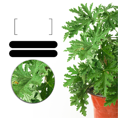 驱蚊草盆栽植物淘宝主图直通车模板背景