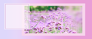 十月你好紫色小清新公众号首图背景