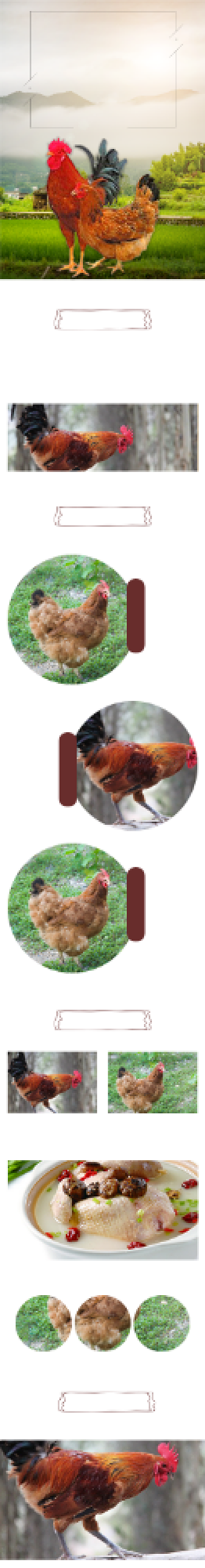 鸡详情页散养土鸡营养农村草鸡背景