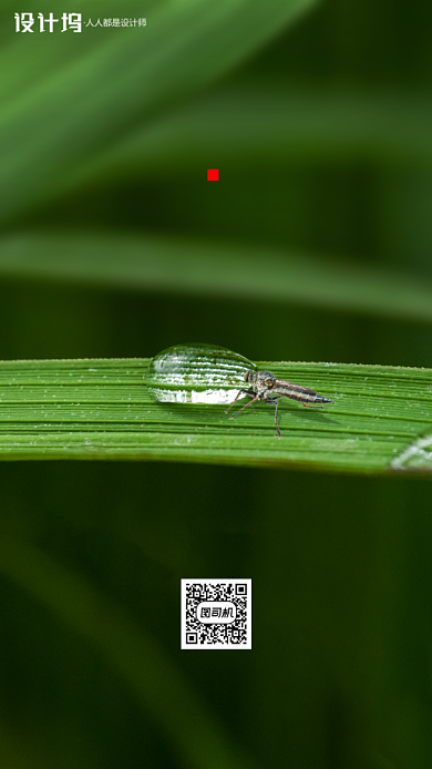 传统节气白露手机海报背景