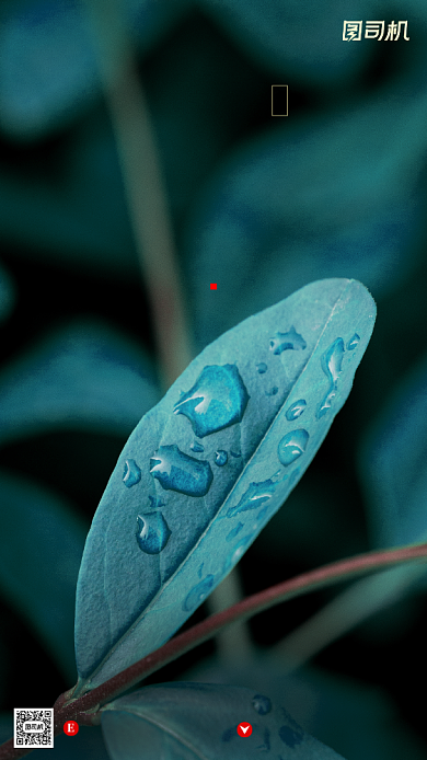 寒露节气绿叶摄影图清新简约手机海报背景