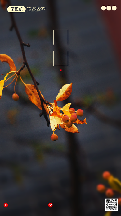 寒露节气摄影图文艺清新手机海报背景