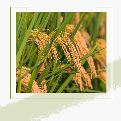 稻亩产破记录方形配图背景