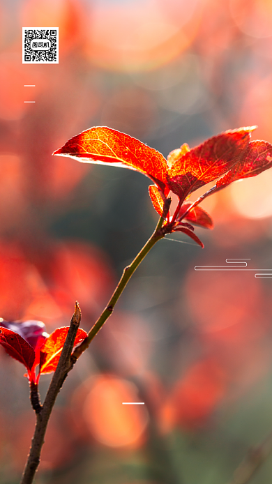 秋分节气简约手机海报背景