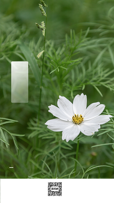 大暑传统24节气手机海报背景
