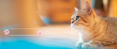 萌猫养成指南宠物喂养知识简约首图背景