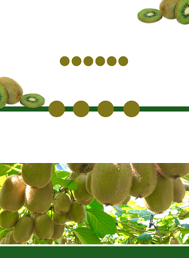 猕猴桃简约绿色印刷海报背景