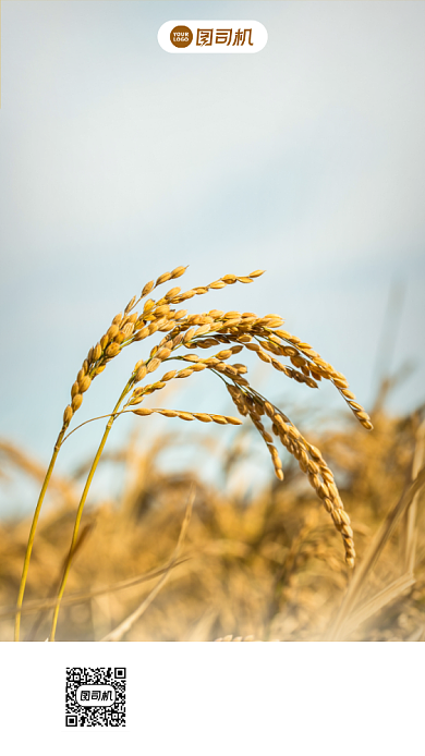 简约光盘行动宣传手机海报背景