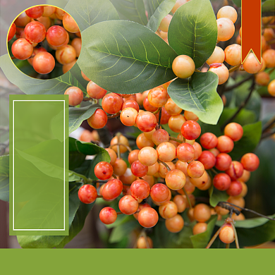 樱桃果园生鲜水果主图模板背景