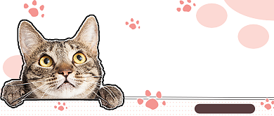 粉红色调养猫冷知识公众号首图背景