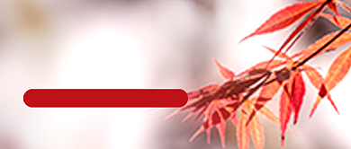 立秋节气实景秋叶习俗公众号首图背景