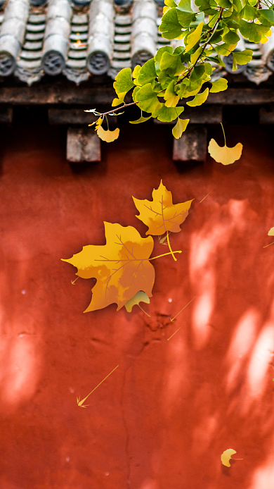 秋分二十四节气企业宣传手机海报背景