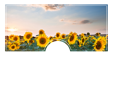 青春新学期向日葵横版配图背景