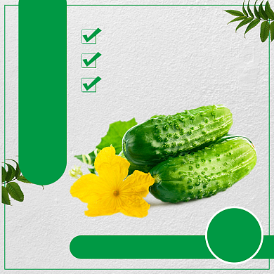 清凉风夏季美食节农产品黄瓜蔬菜丰收季主图背景