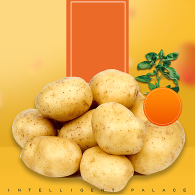 食品土特产土豆马铃薯主图背景