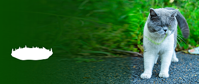 投喂流浪猫科普知识简约首图背景