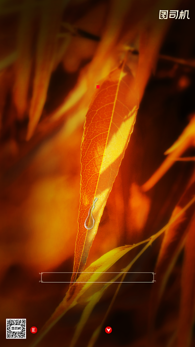 寒露节气摄影图文艺清新简约手机海报背景