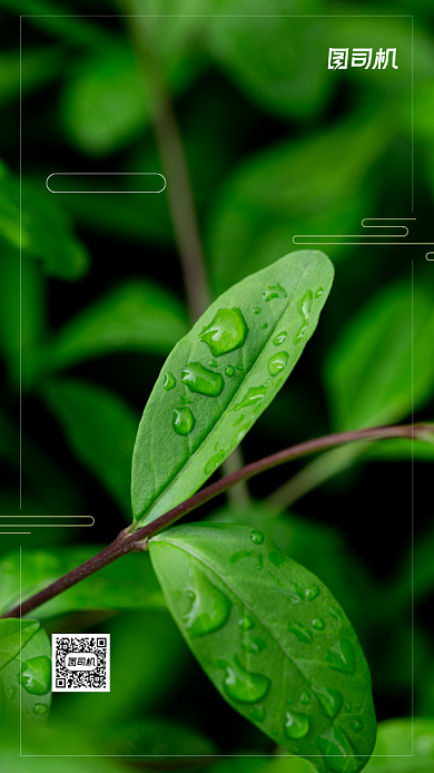 白露节气24节气手机海报背景